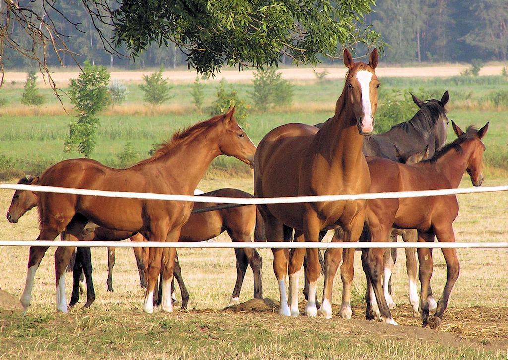 Palac Racot Kościan Exterior foto